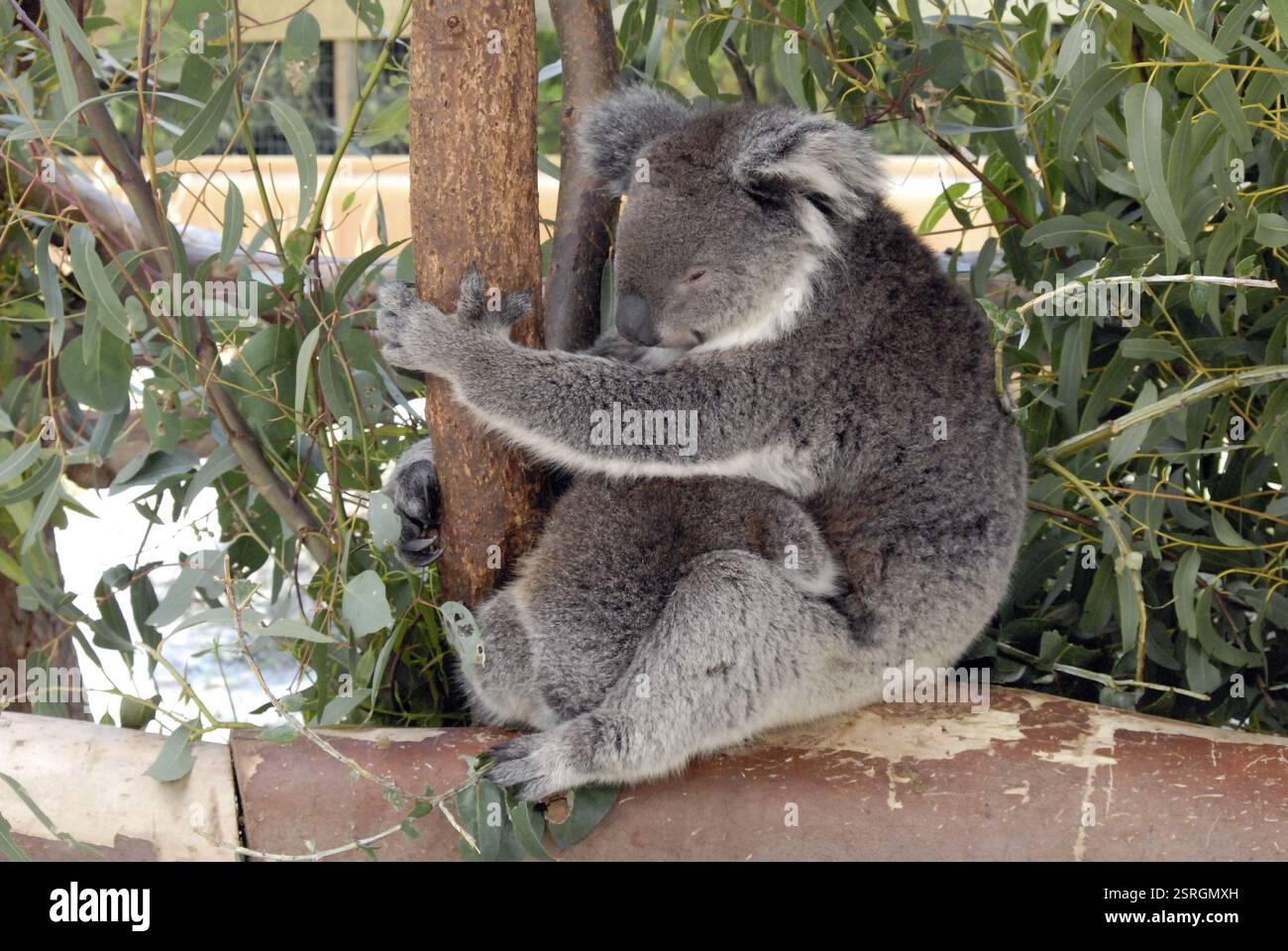 Perth bears hi-res stock photography and images - Alamy