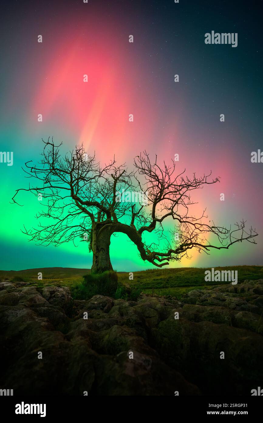 Strong display of Aurora Borealis over a lone windswept Ash tree in The Yorkshire Dales, UK. Stock Photo