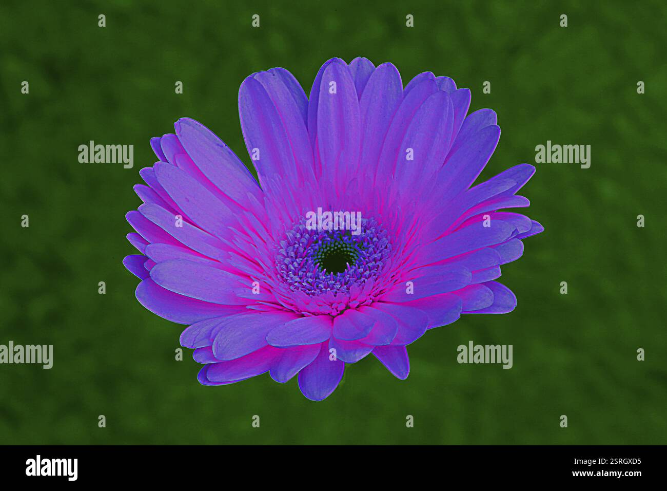 Gerbera jamesonii flower, visakhapatnam, andhra pradesh, India, Asia Stock Photo