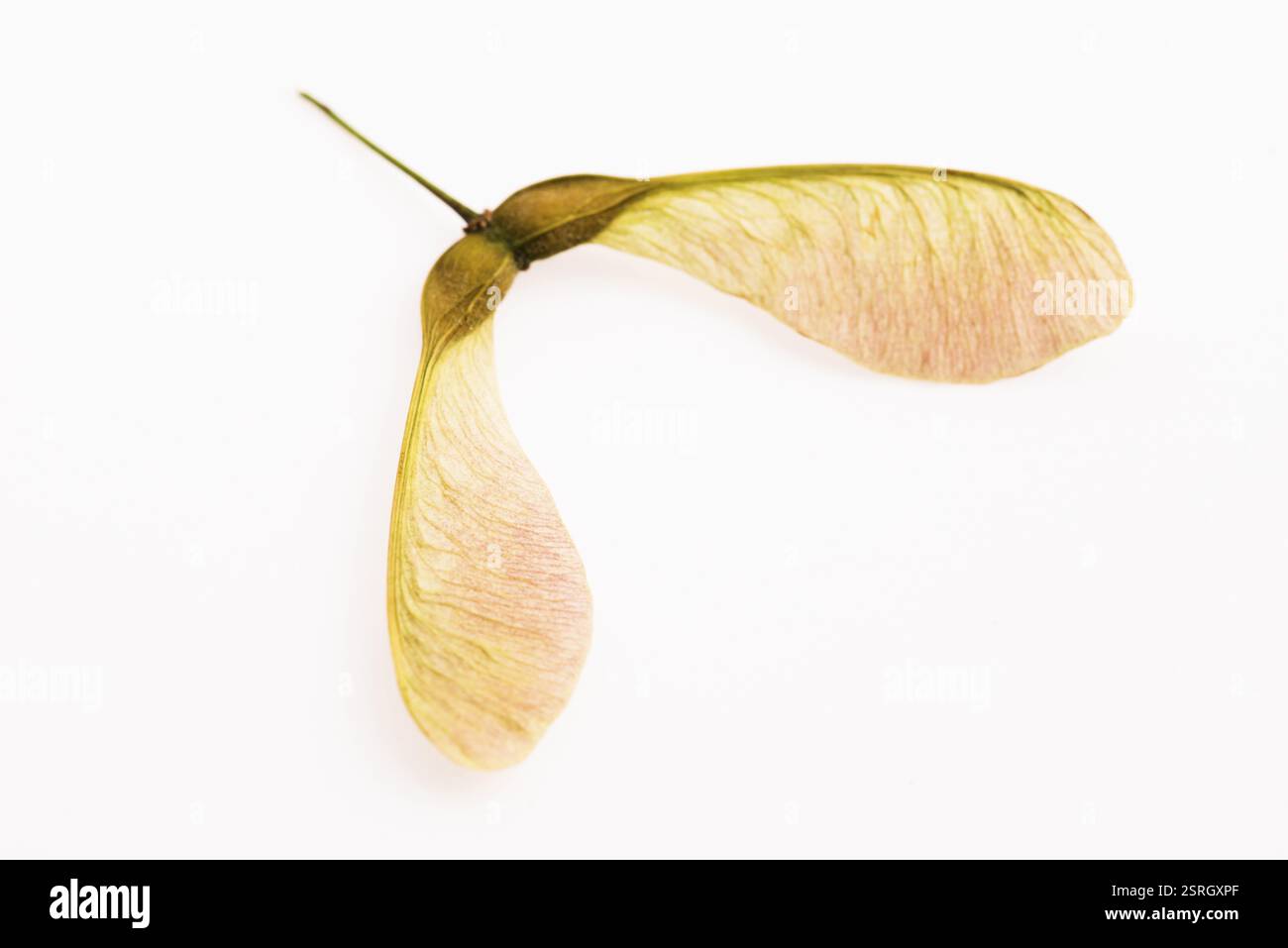 Two winged maple seeds attached to the stem Stock Photo