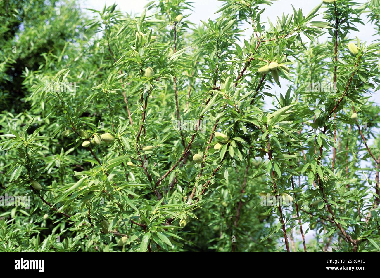 Almonds on tree, Himachal Pradesh, India, Asia Stock Photo
