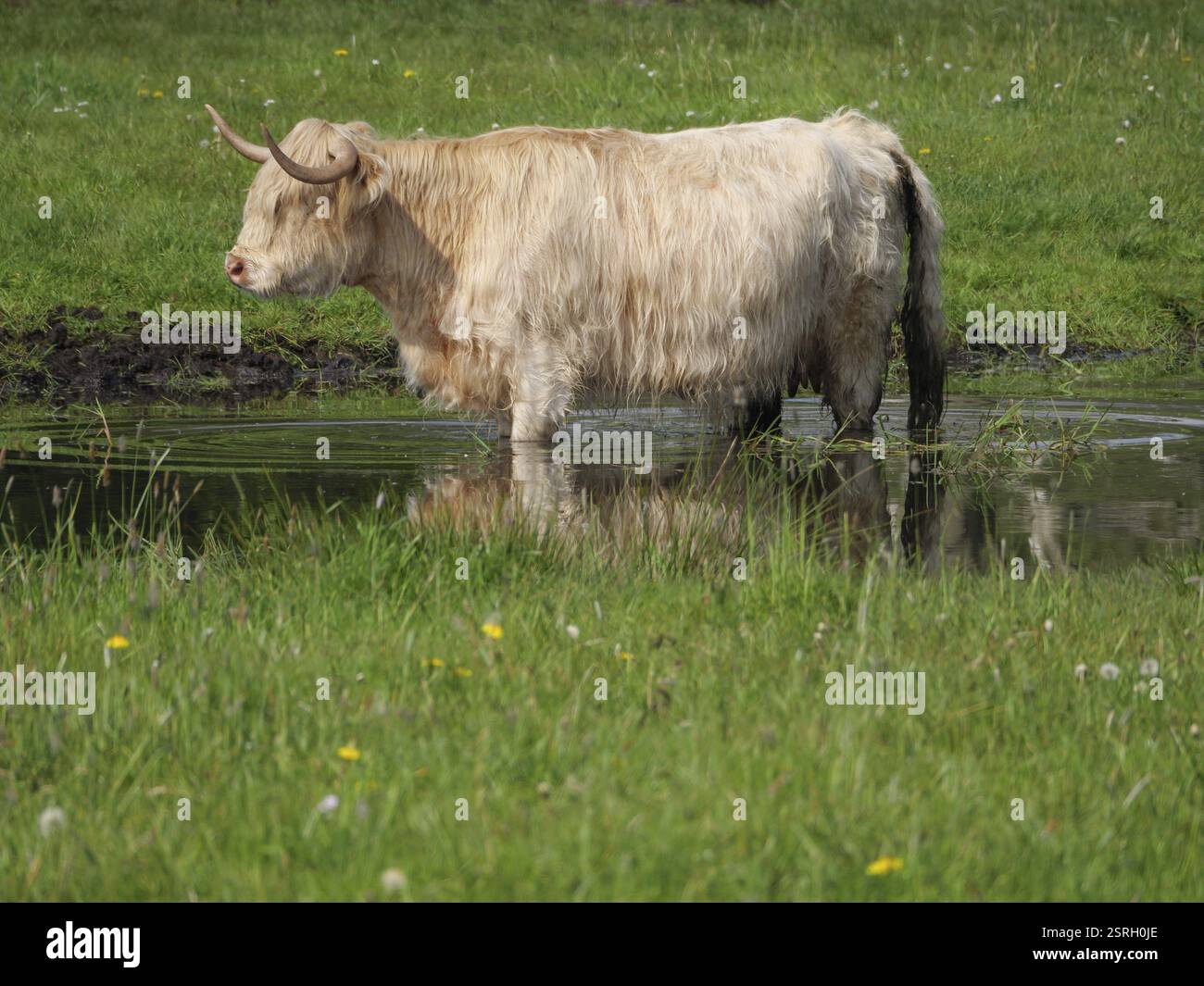 Highland cattle standing in water and surrounded by green grass, weseke ...