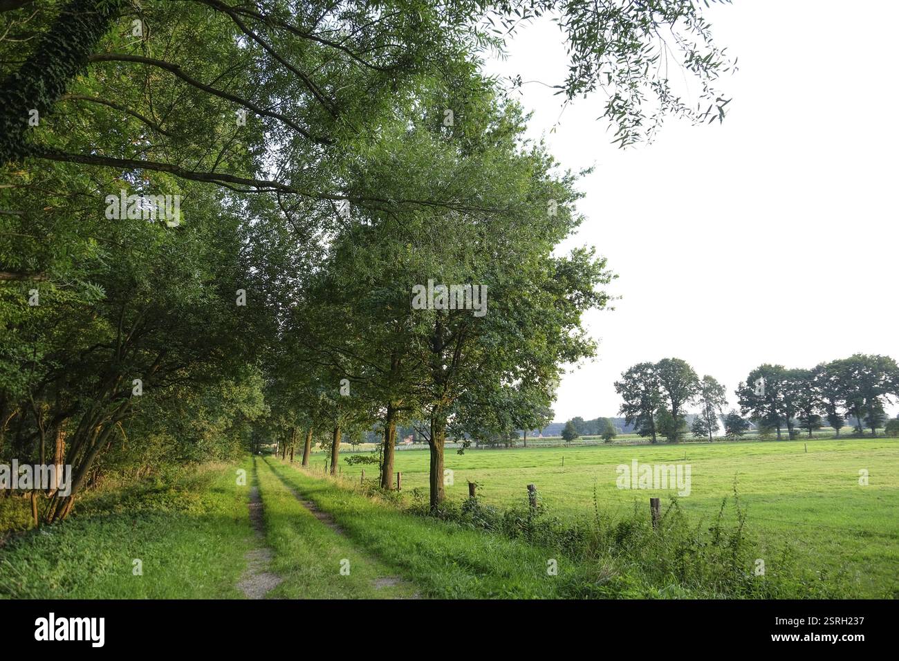 A narrow path runs along a tree-lined meadow in a tranquil landscape, winterswijk, gelderland, the netherlands Stock Photo