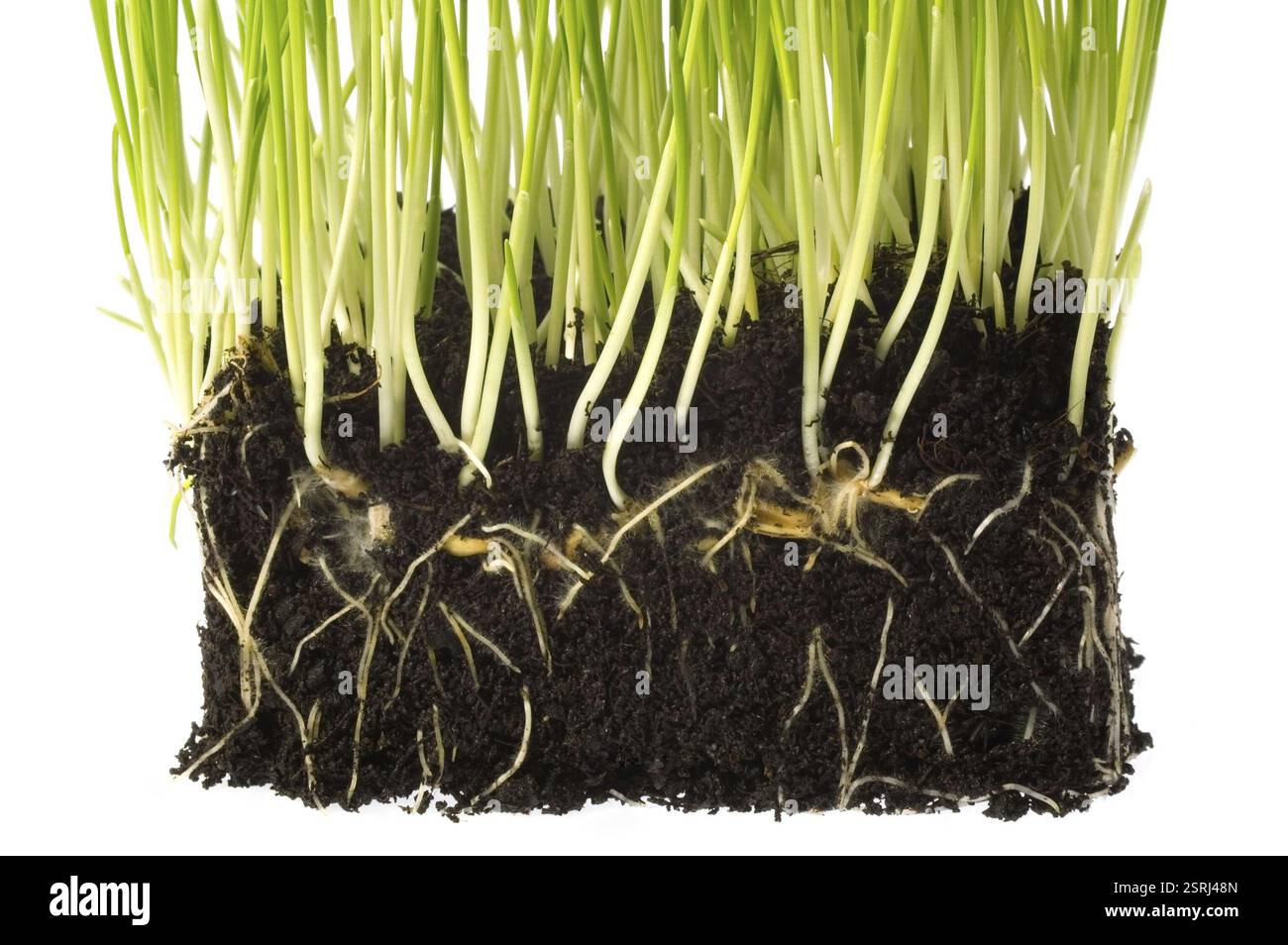 Baby plant with root system Stock Photo - Alamy