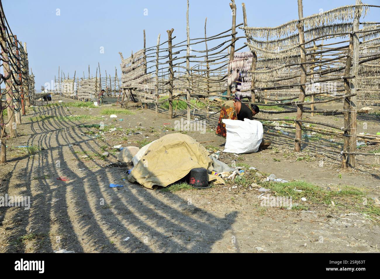 Woman drying fish on beach, Pardi, Valsad, Gujarat, India, Asia Stock ...