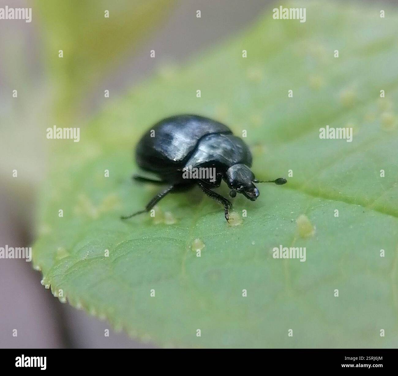 Sphaeritidae False Clown Beetle (Sphaerites glabratus), Insecta, Россия Stock Photo ...