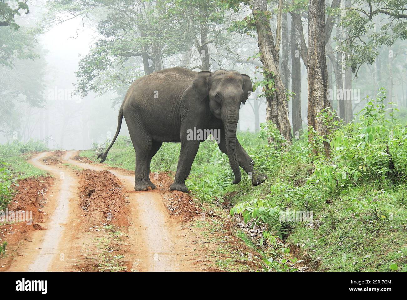 Elephant (elephas maximus) crossing the road in misty morning, Kabini ...
