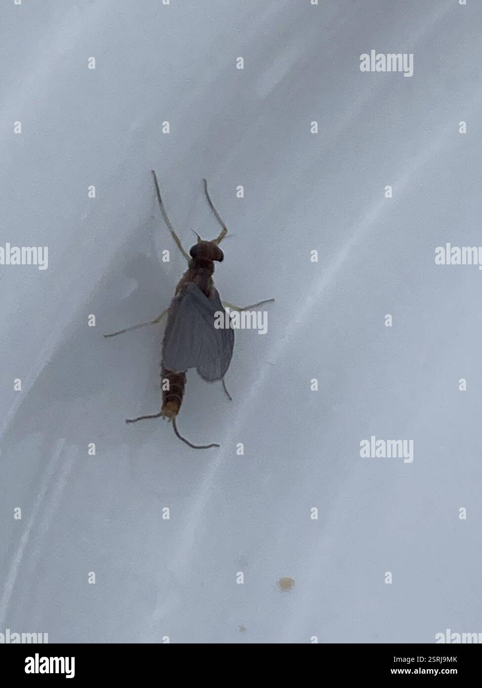 Pund Insect Pond Olive (Cloeon dipterum), Insecta, St Mary's Hospital, London ...