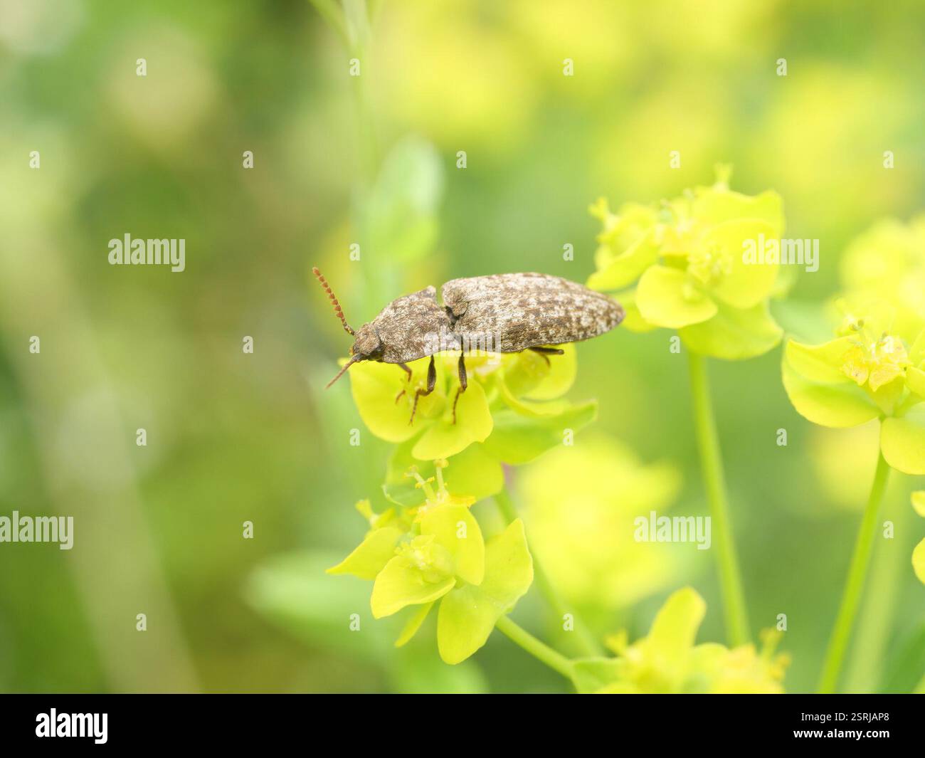 Dingy Insect Mottled dingy-brown click beetle (Agrypnus murinus), Insecta, Gerbrunn ...