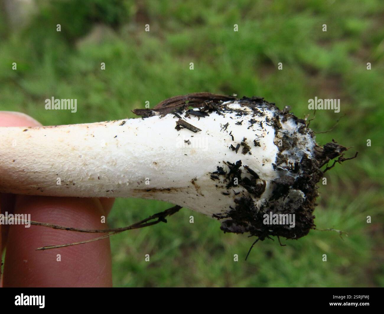 White parasol (Macrolepiota zeyheri), Fungi, uThukela District