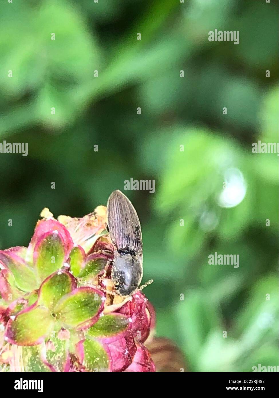 (Agriotes), Insecta, Hathern, Loughborough, England, GB Stock Photo