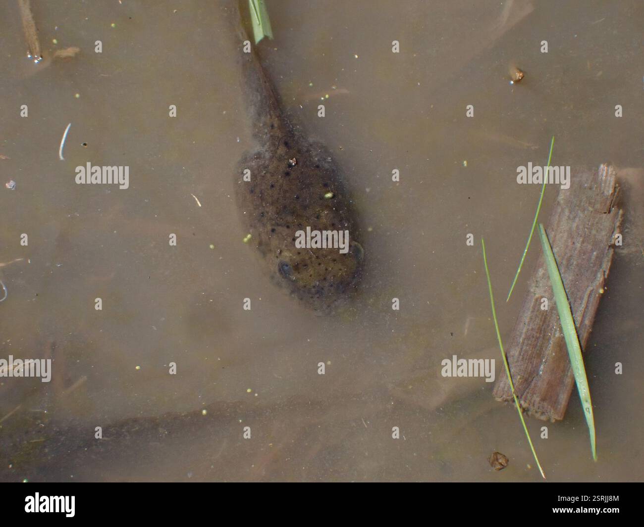 American Bullfrog (Lithobates catesbeianus), Amphibia, Capital, BC ...