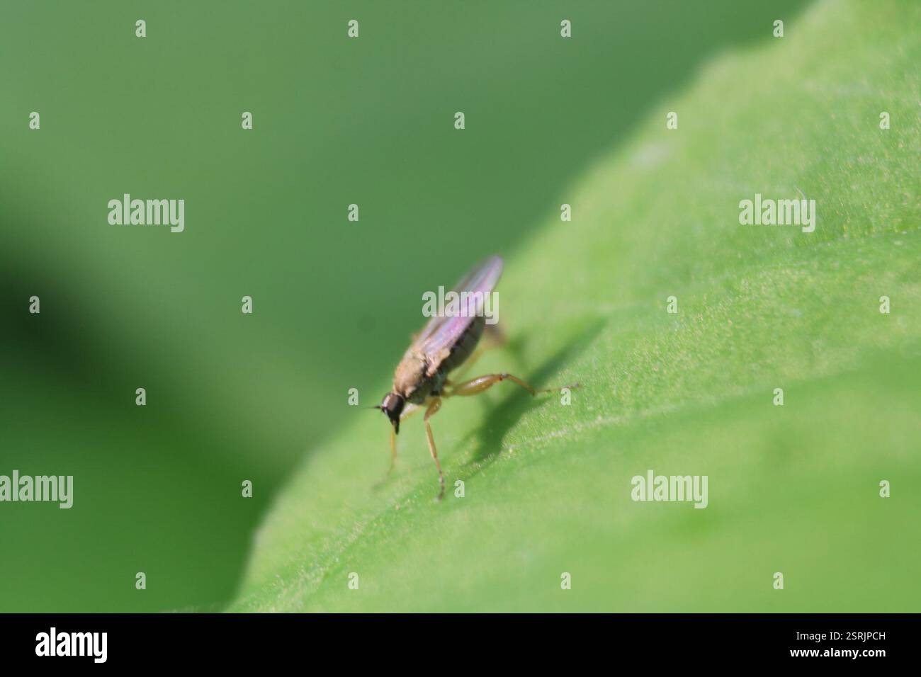 (Platypalpus), Insecta, Medway, London, ON, Canada Stock Photo - Alamy