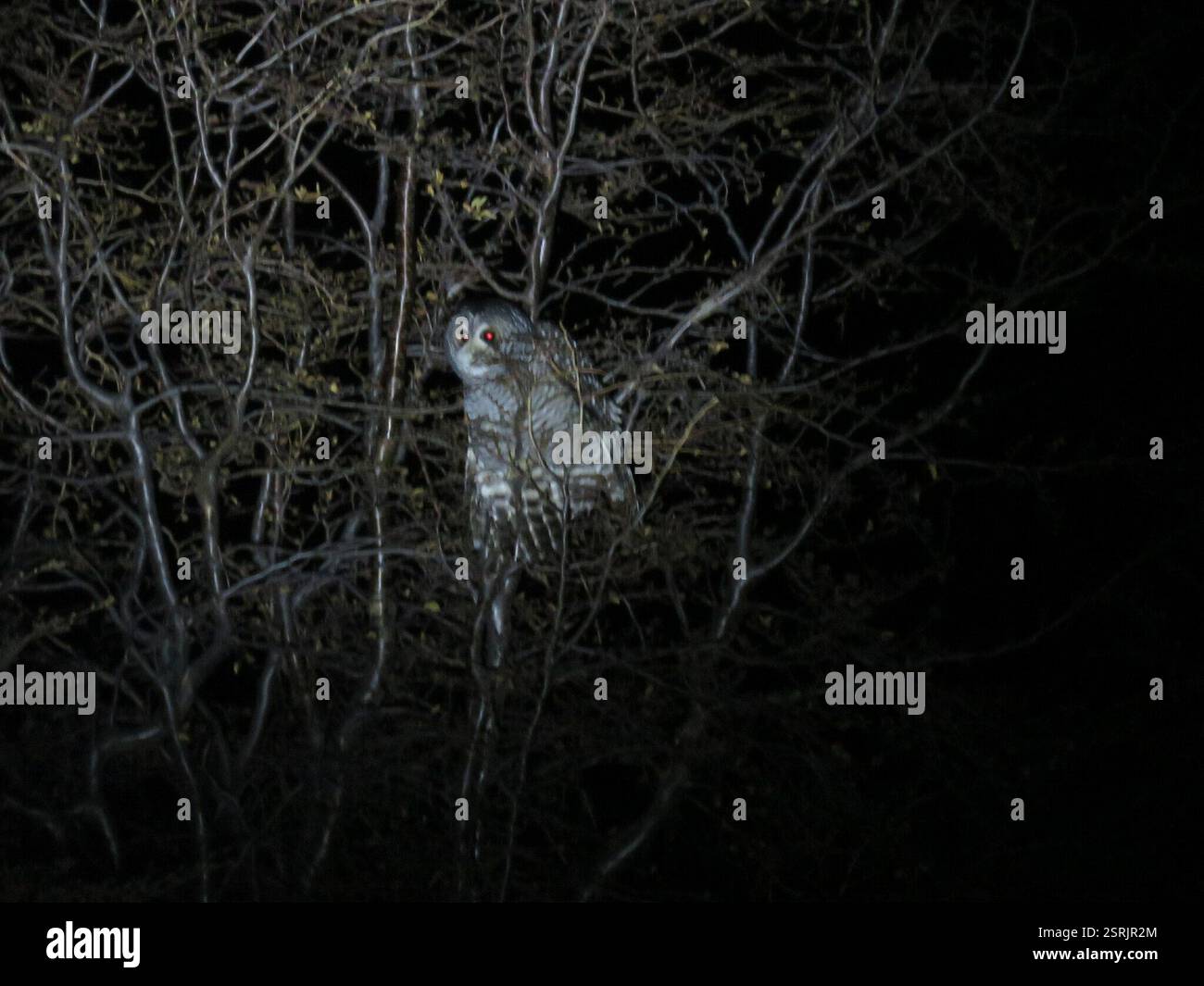 Strix Rufipes Strix rufipes hi-res stock photography and images - Alamy
