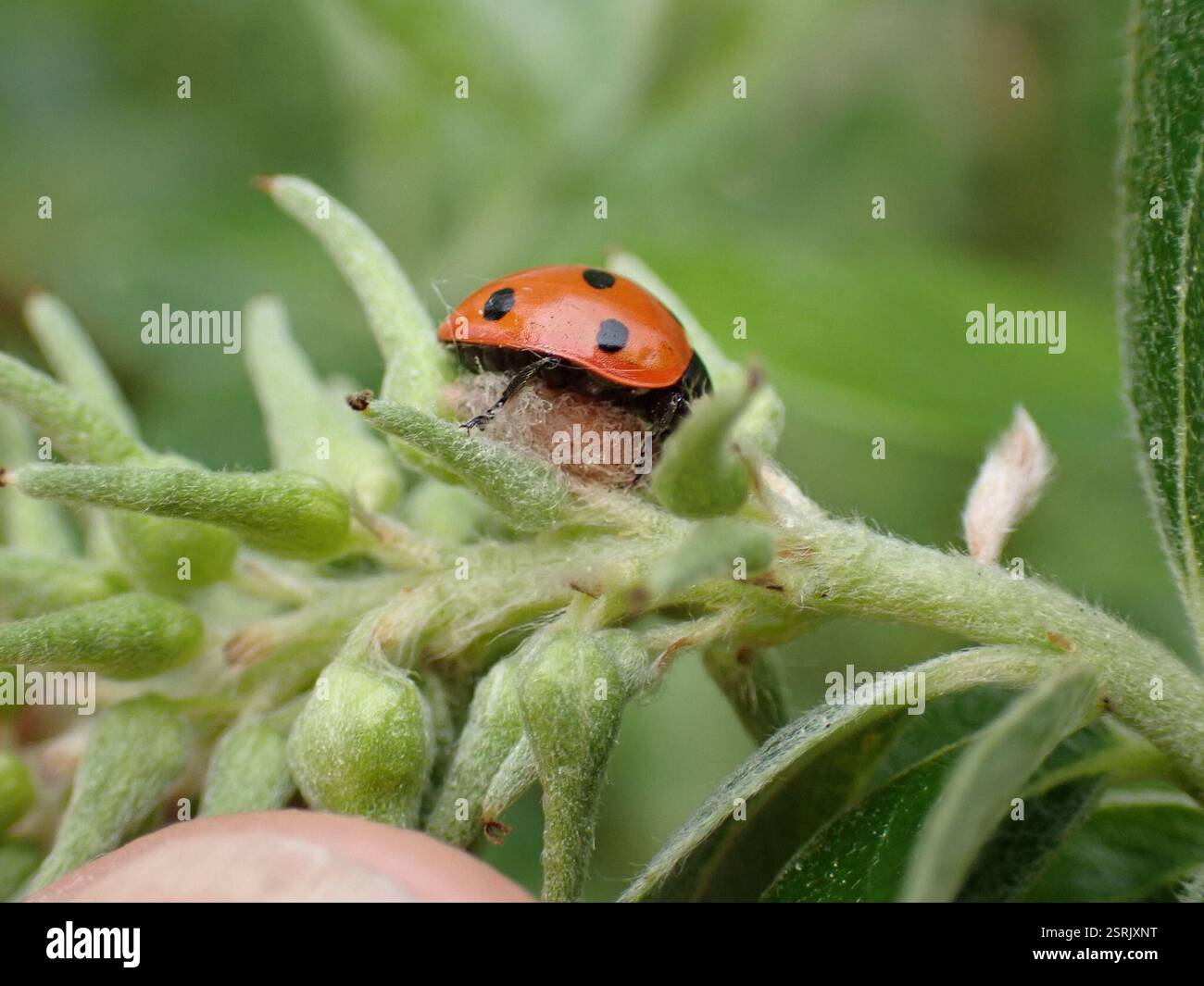 Deino Insect Ladybird Parasitoid Wasp (Dinocampus coccinellae), Insecta, Edinburgh ...