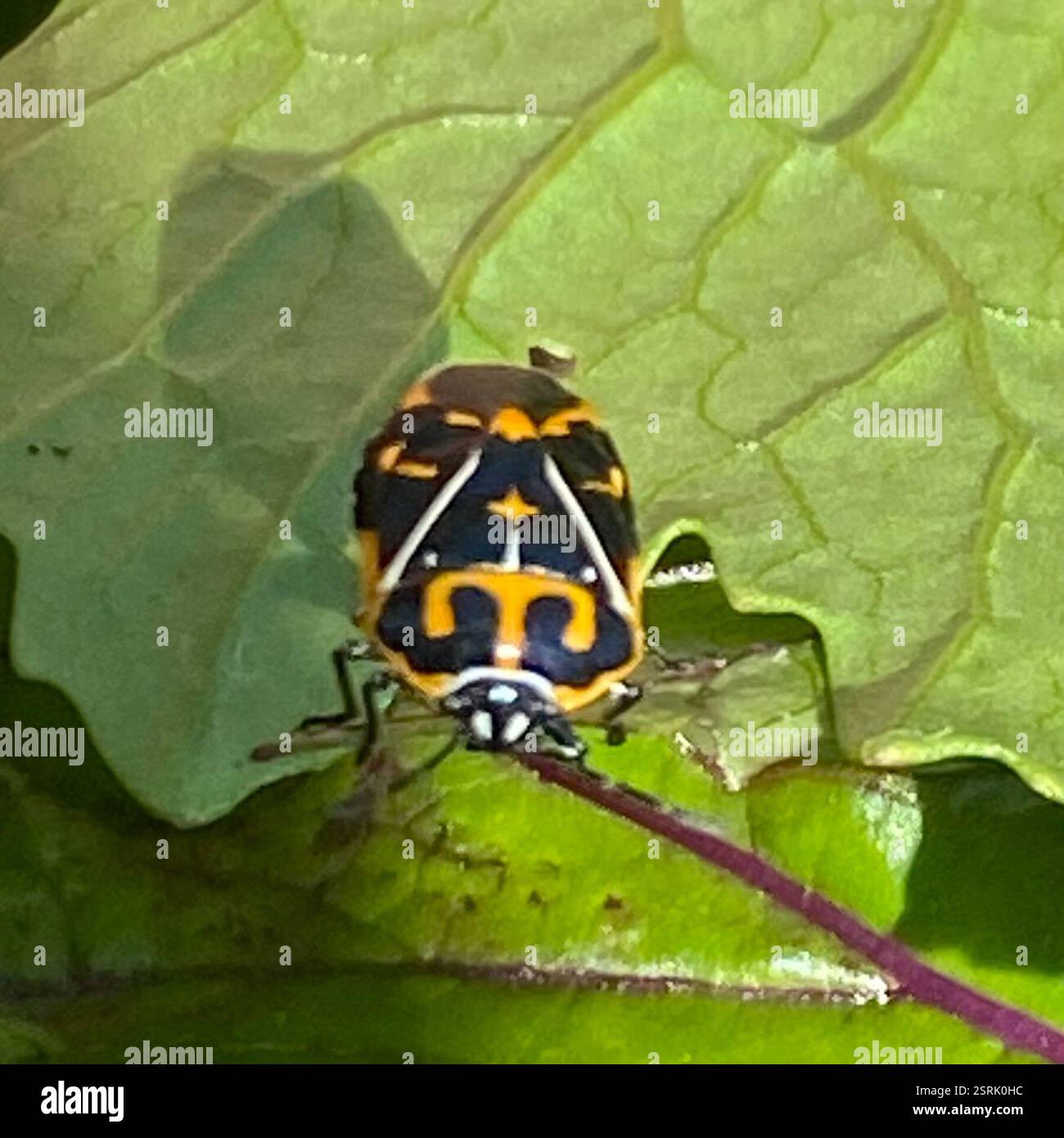 Harlequin Bug (Murgantia histrionica), Insecta, Ozark-St. Francis ...