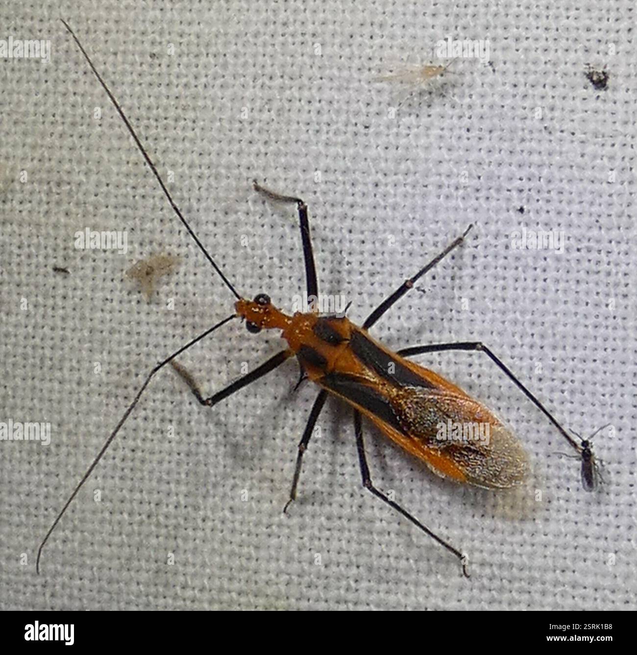 Red Bull Assassin Bug (Repipta taurus), Insecta, River Rd. Preserve ...