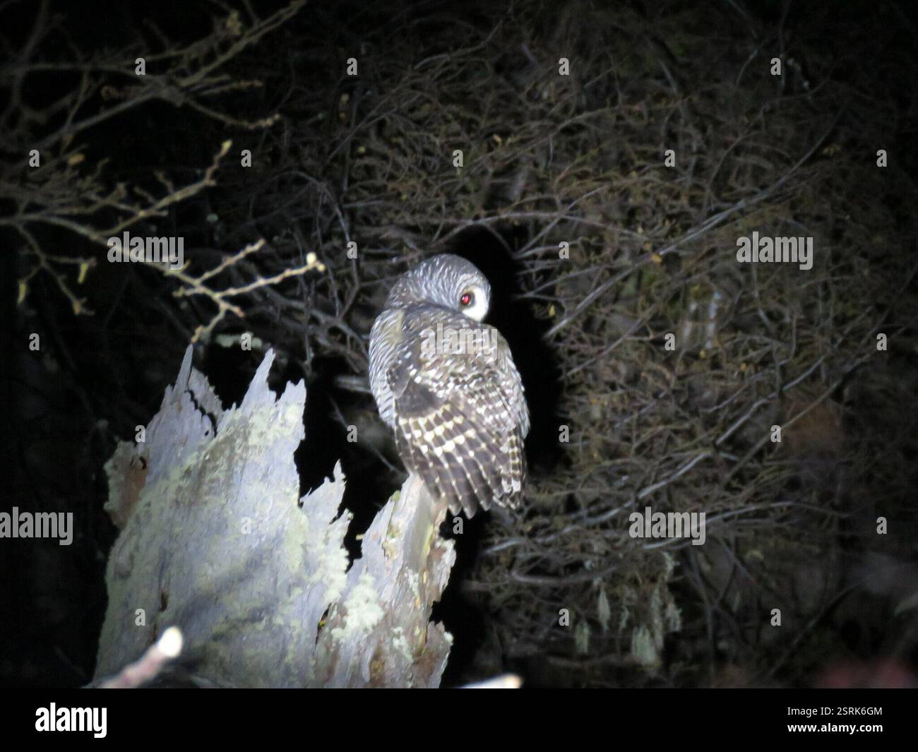 Strix Rufipes Strix rufipes hi-res stock photography and images - Alamy