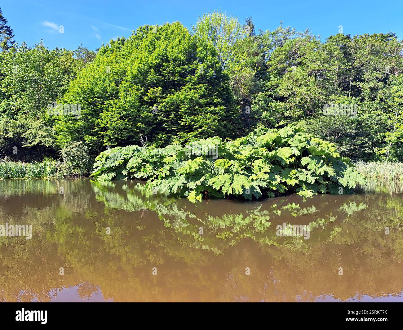 The John F. Kennedy Arboretum, on the Hook Head peninsula near New Ross, County Wexford, Ireland, is a park under public administration, and a researc - Smartphone Captured Stock Image