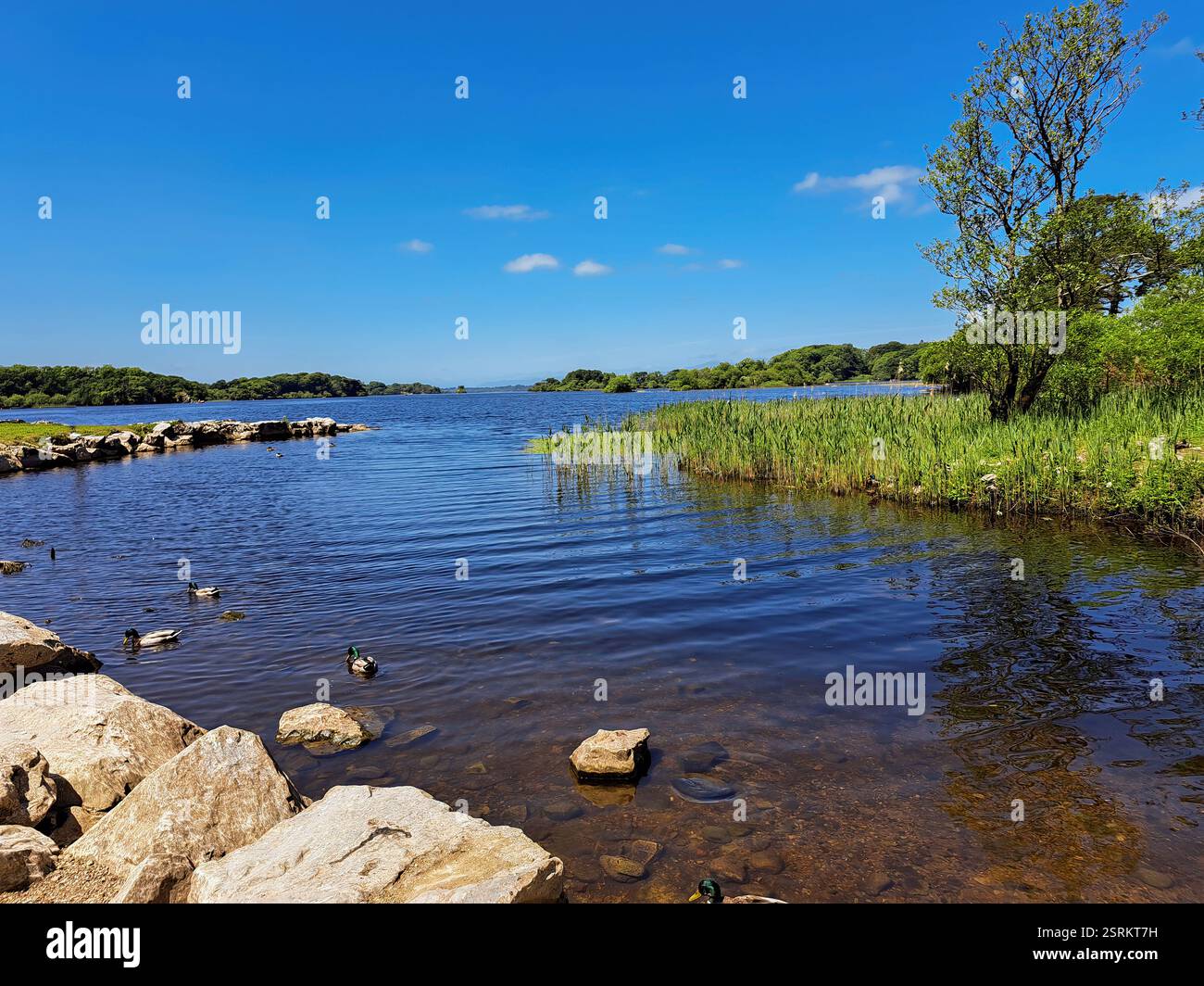 The river Laune is 14 miles (23 km) long and combined with the River Flesk 28.25 miles (45.46 km), which feeds Lough Leane, has a total length of 42.2 - Smartphone Captured Stock Image