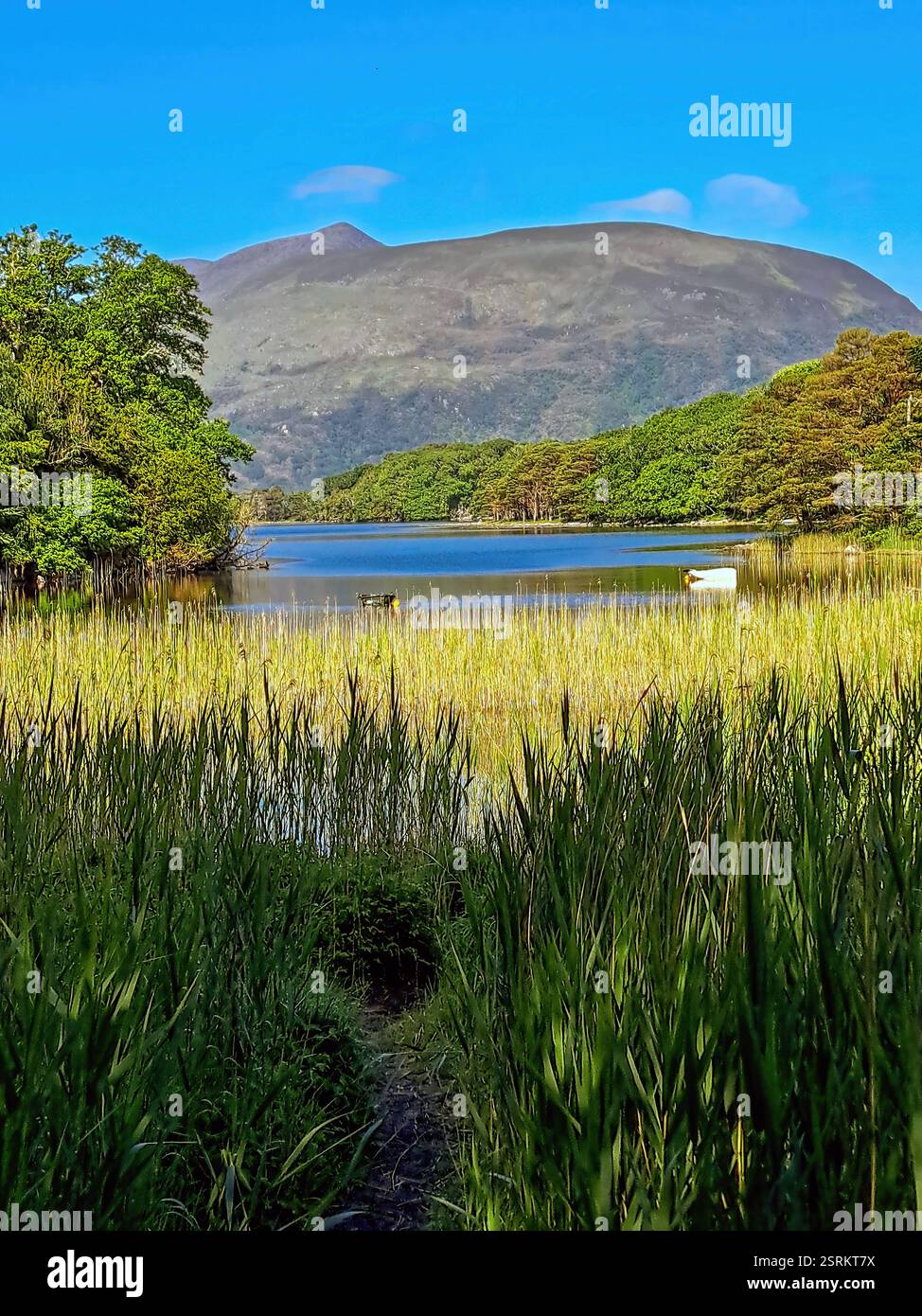 View to Purple Mountain over Muckross Lake.Killarney in County kerry,Ireland. - Smartphone Captured Stock Image