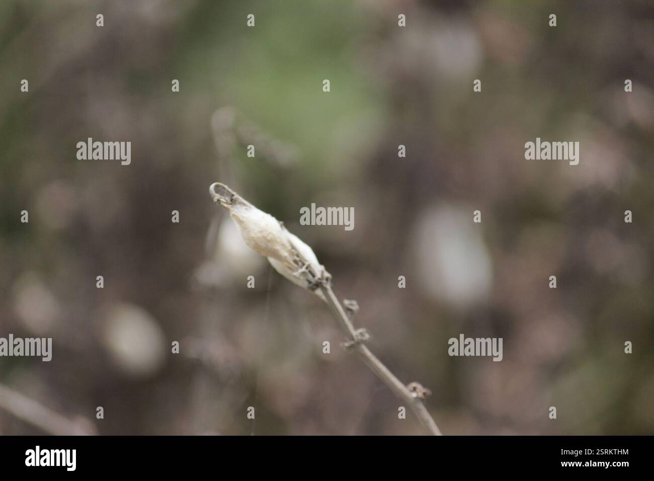 Otra planta hi-res stock photography and images - Alamy