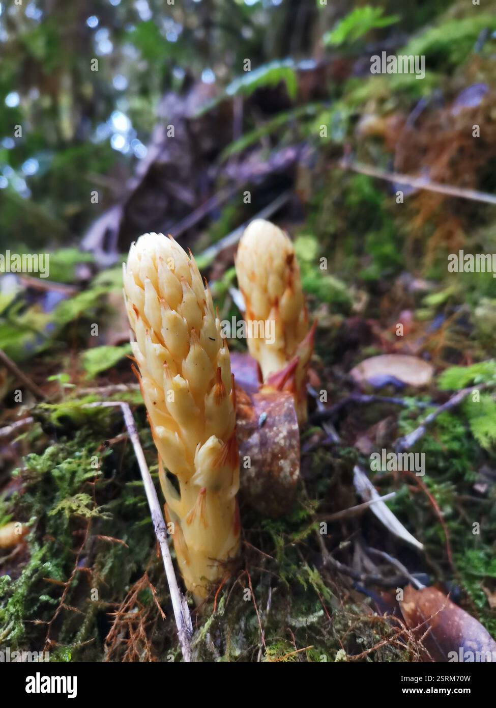 cancer-roots (Conopholis), Plantae, Cerro Chirripó, San José, Pérez ...