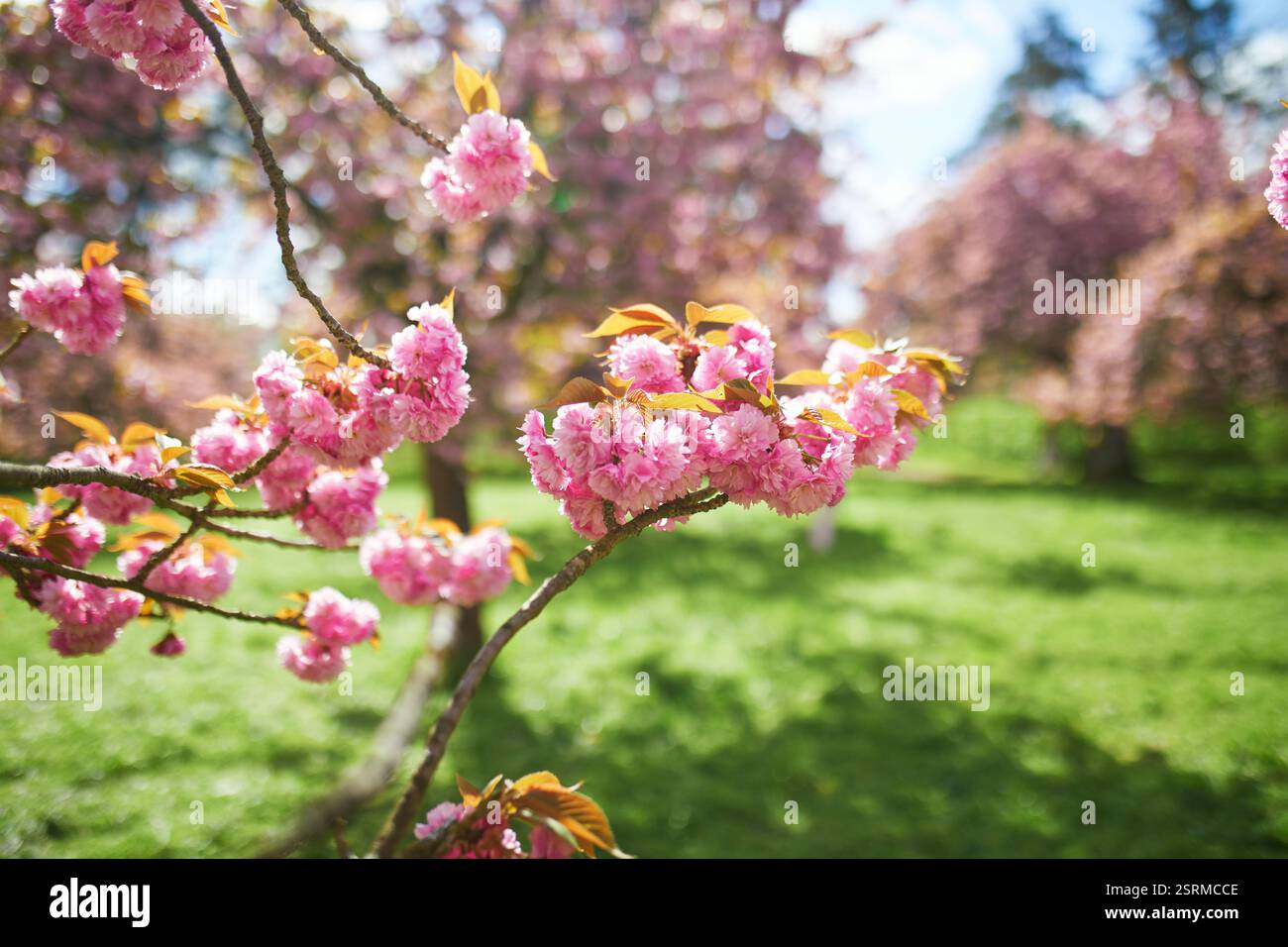 Branch of cherry blossom tree with beautiful pink flowers on a sunny ...