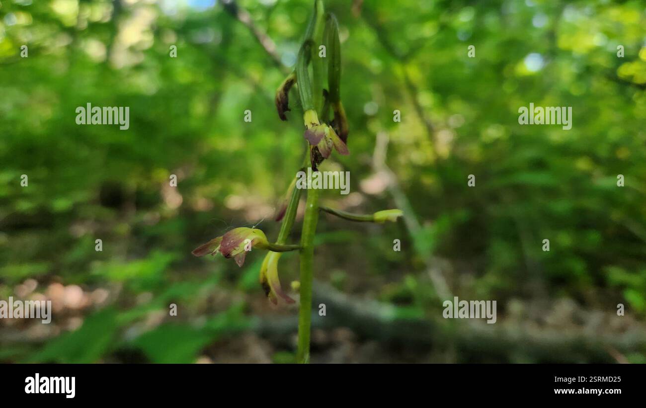 Putty Root Mccormick's creek state park hi-res stock photography and images - Alamy