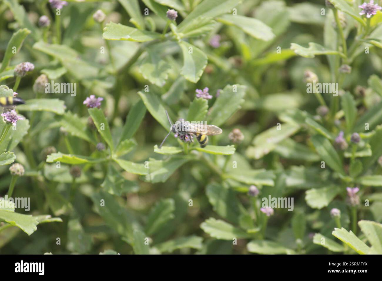 Madal Insect Narrow-waisted Wasps, Ants, and Bees (Apocrita), Insecta, Humedal de ...
