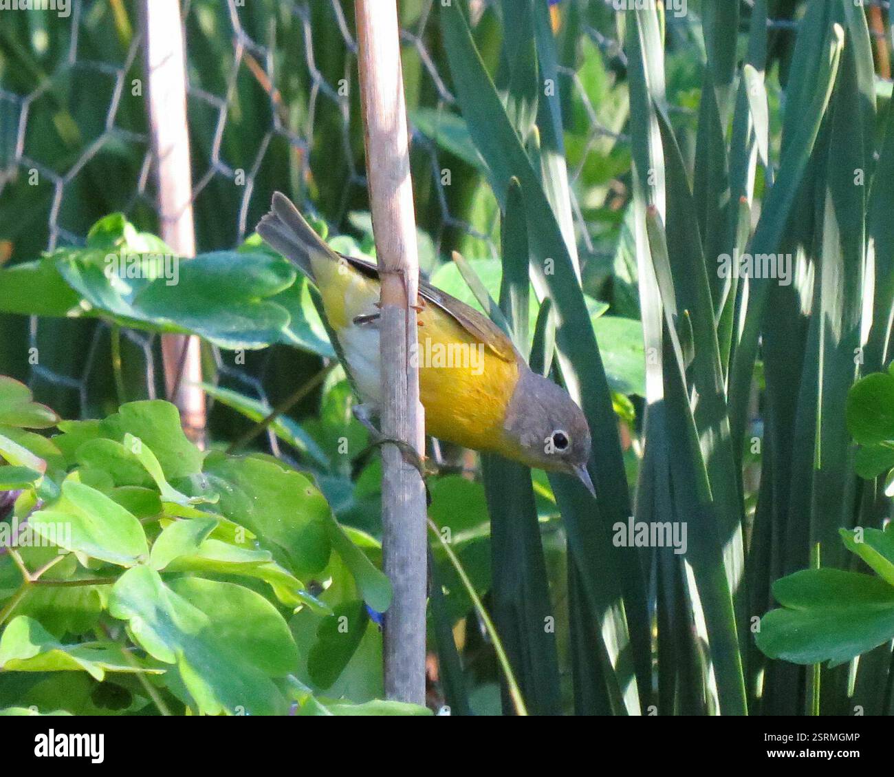 Nashville Warbler (Leiothlypis ruficapilla), Aves, 300 W 113th St ...