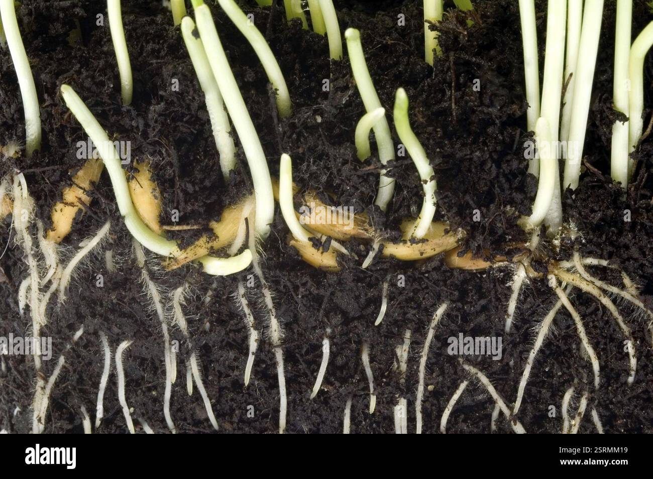 Light colored root system hi-res stock photography and images - Alamy