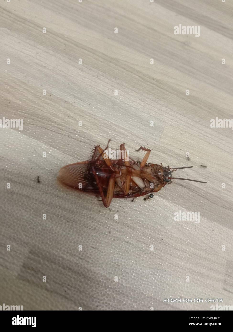American Cockroach (Periplaneta americana), Insecta, 950台灣台東縣台東市臺東 ...