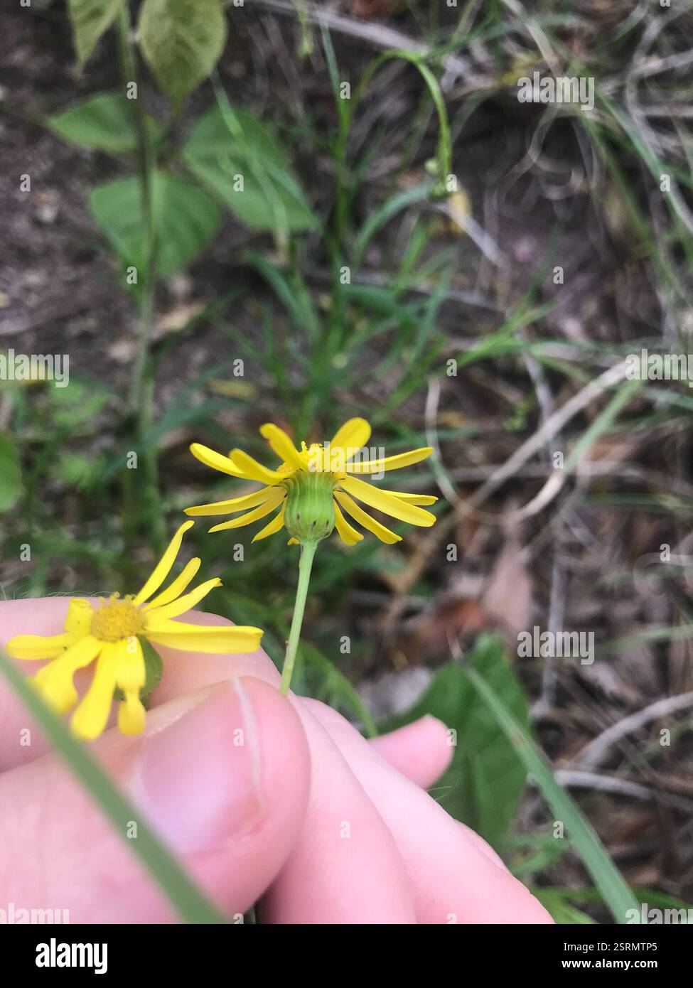 Madagascar Ragwort (Senecio madagascariensis), Plantae, Kamikoshikicho ...