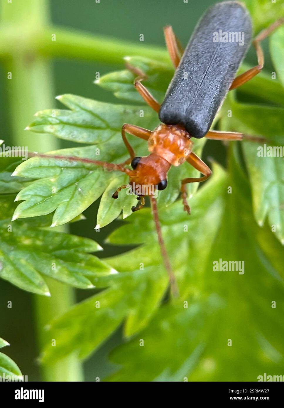 Downy Leather-winged Beetle (Podabrus pruinosus), Insecta, Wilder Ranch ...