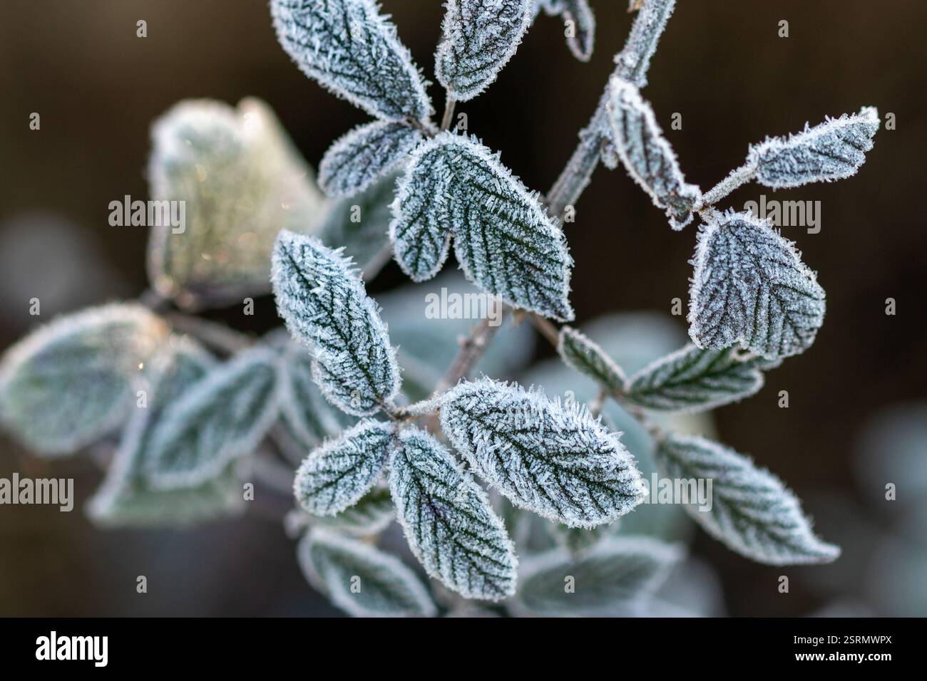 Frost formation on Bramble leaves. Stock Photo