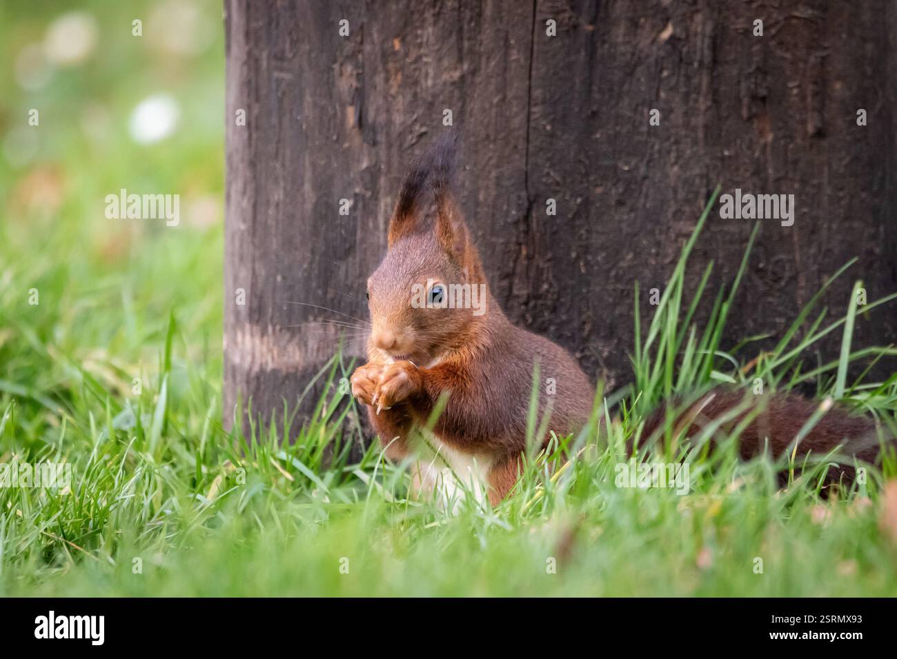 A European Red squirrel (Sciurus vulgaris) foraging for walnuts on autumn leaf covered ground. Stock Photo