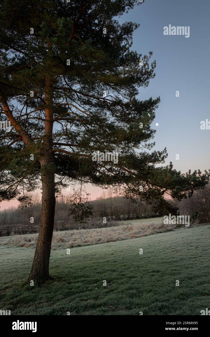 A Scots pine tree on a cold frosty morning at dawn with the moon still shining. Stock Photo