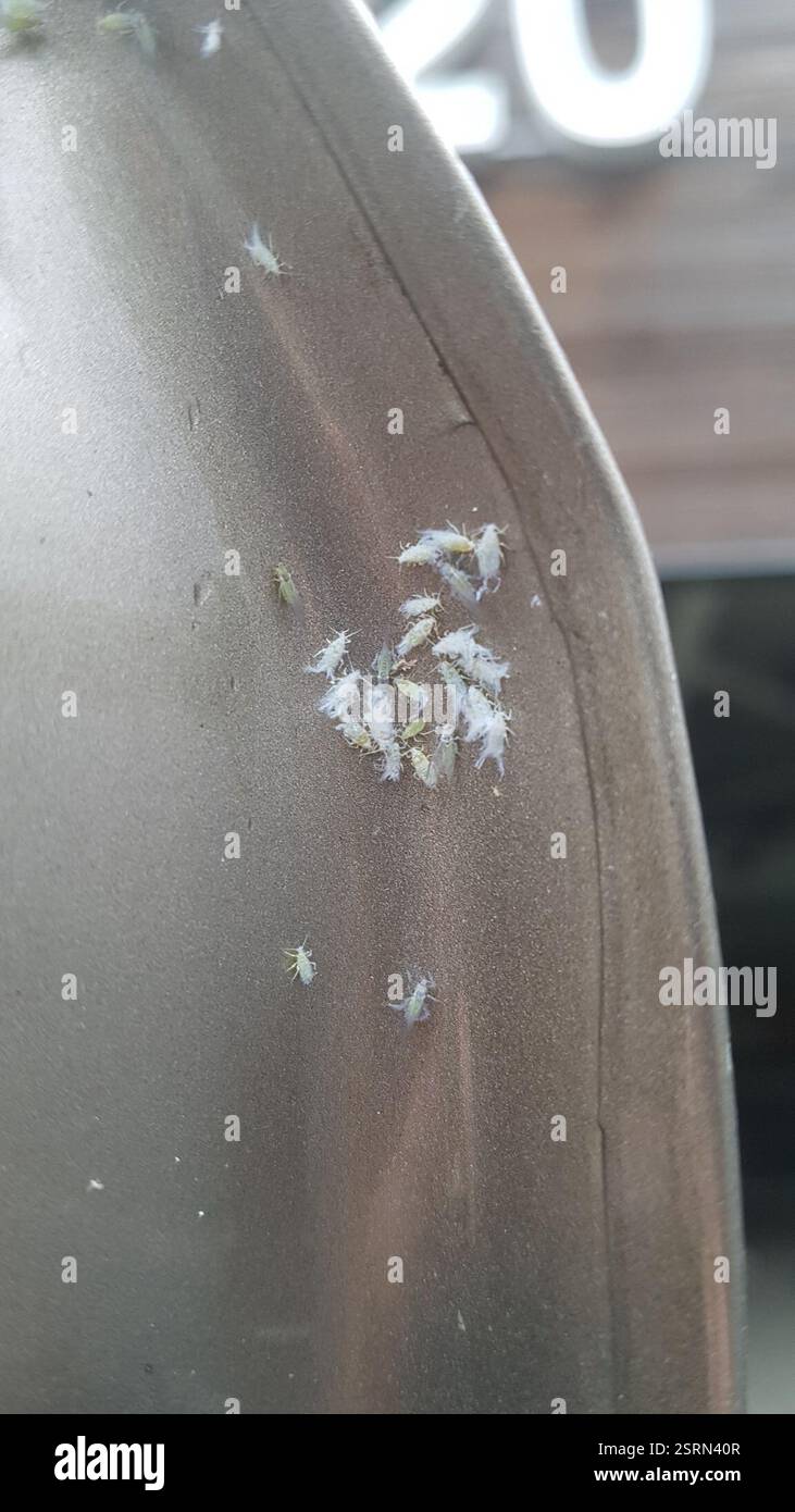 Woolly Beech Aphid (Phyllaphis fagi), Insecta, Caen Stock Photo - Alamy