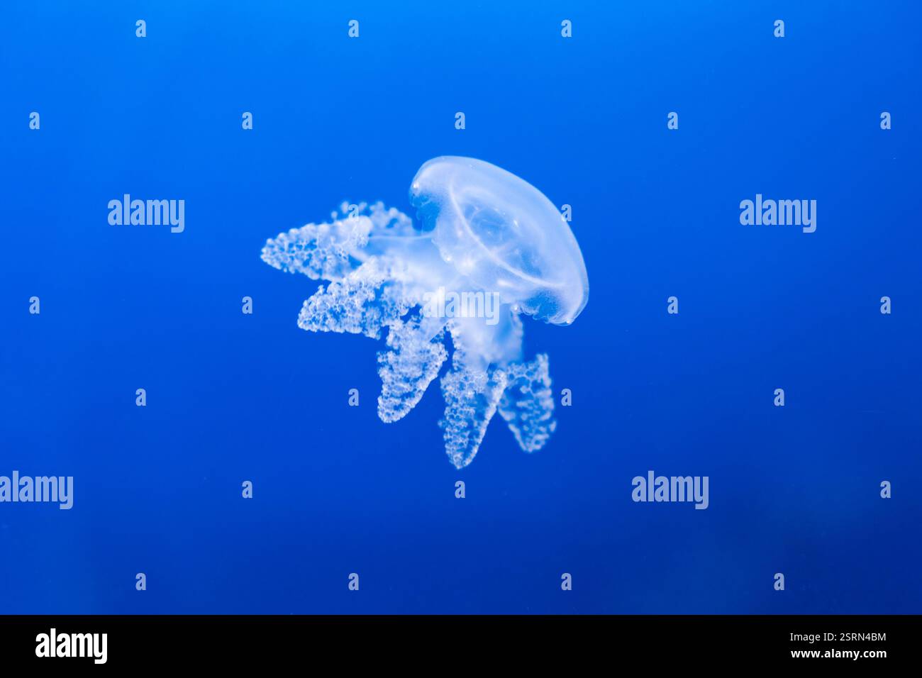 Transparent jellyfish floating in deep blue water Stock Photo - Alamy