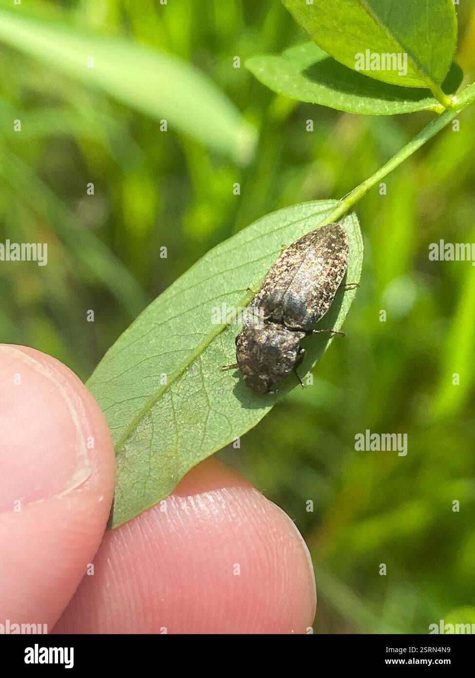 Dingy Insect Mottled dingy-brown click beetle (Agrypnus murinus), Insecta, Ernst ...