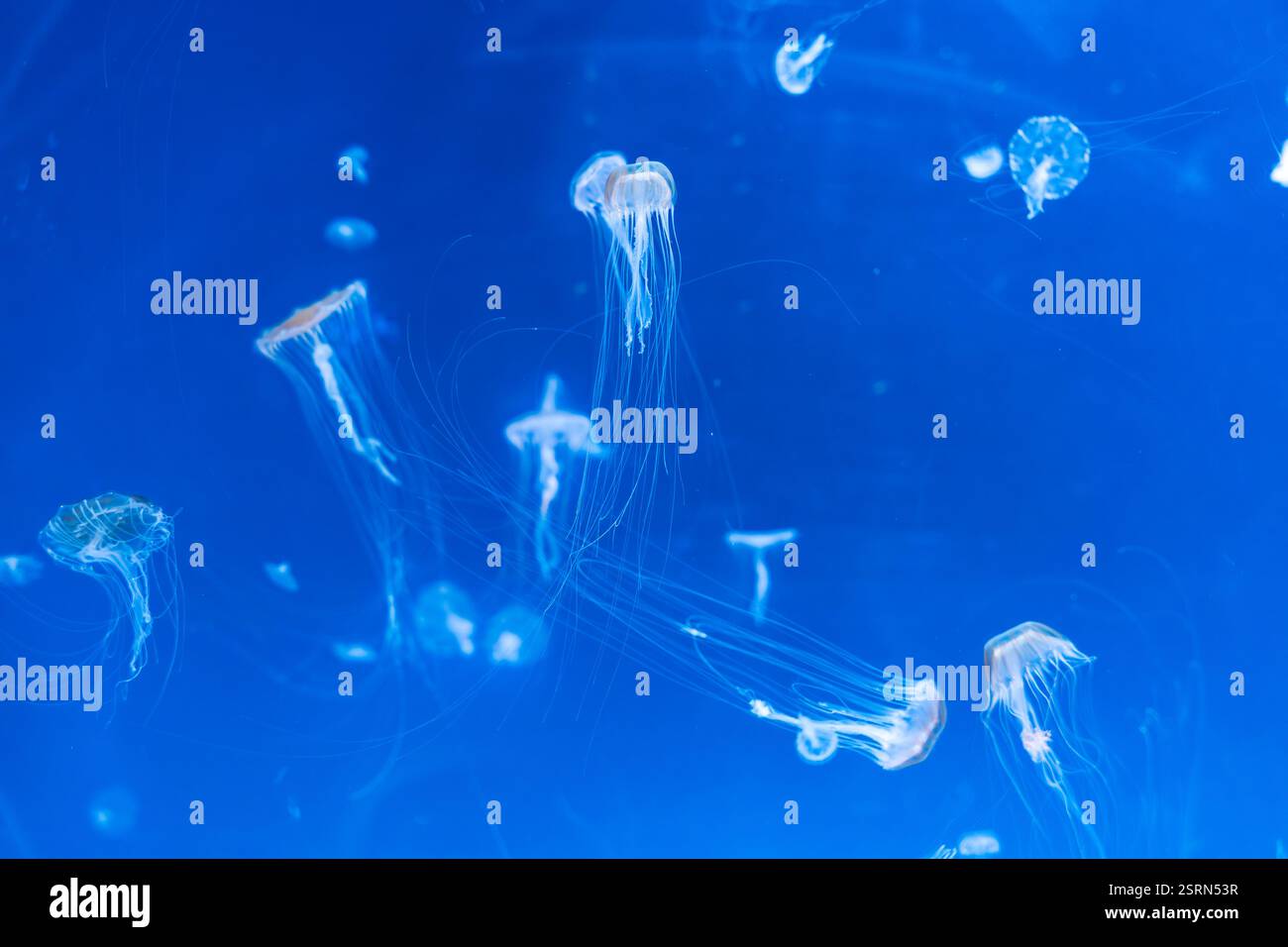 Graceful jellyfish floating in deep blue water Stock Photo - Alamy