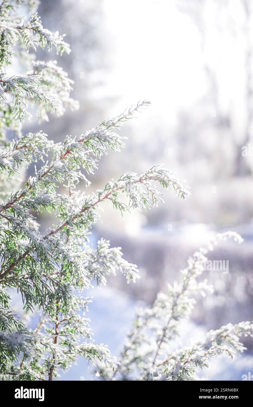Snow covered branches close up background Stock Photo