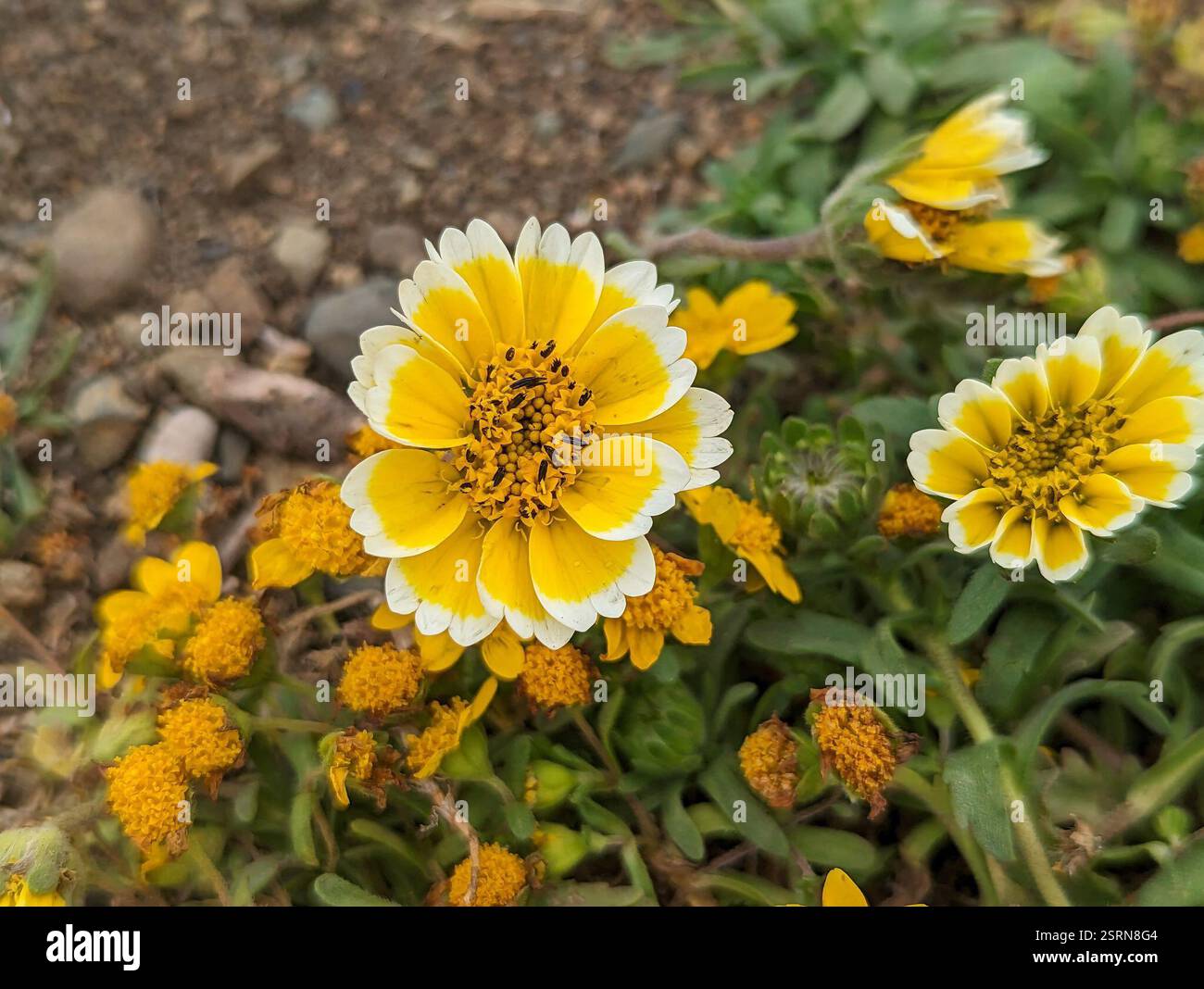 Tidy Tips tidy tips (Layia platyglossa), Plantae, Pacifica, CA, USA Stock Photo ...