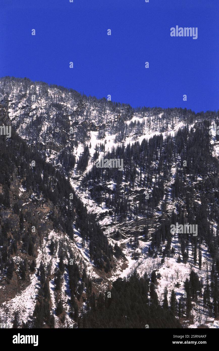 Snowcap deodar trees covered with snow, Manali, Himachal Pradesh, India, Asia Stock Photo