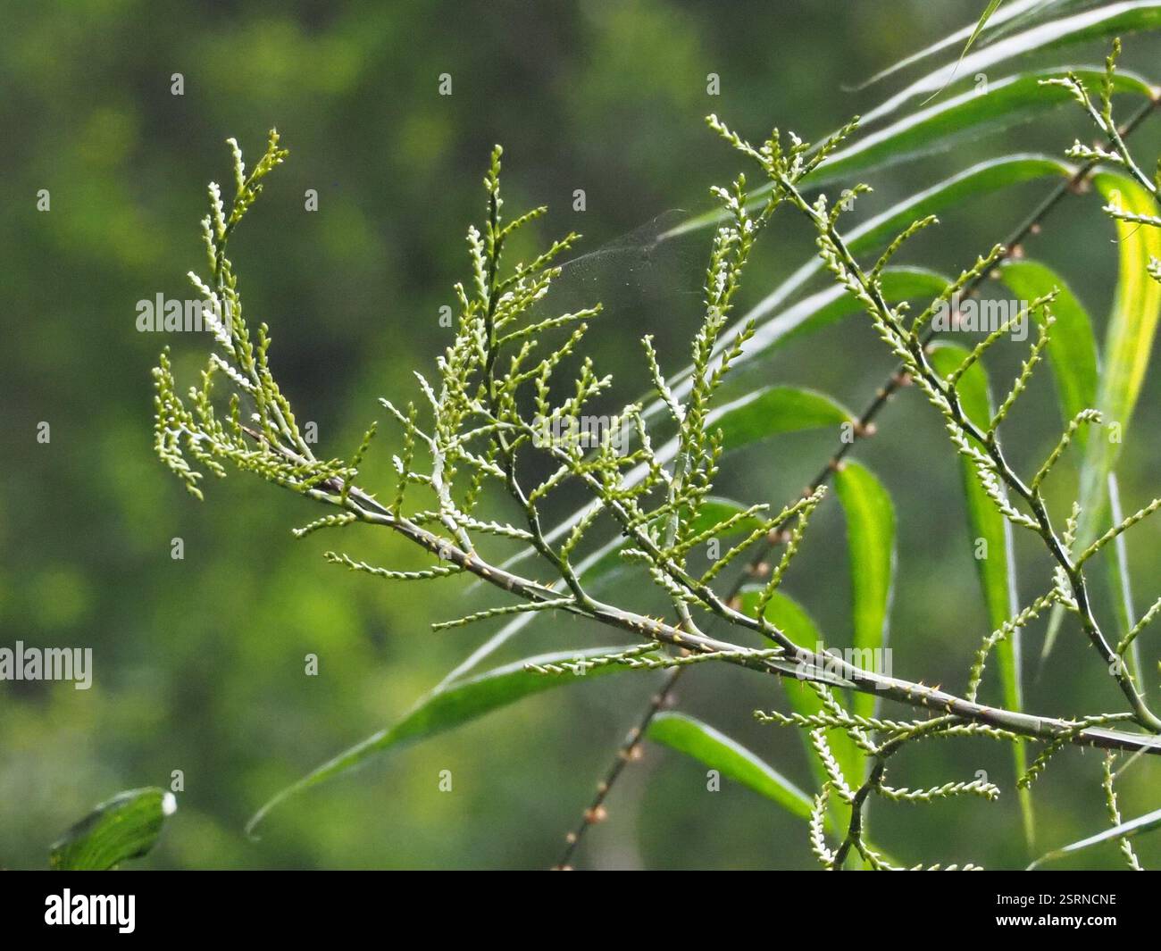 Calamus rotang hi-res stock photography and images - Alamy