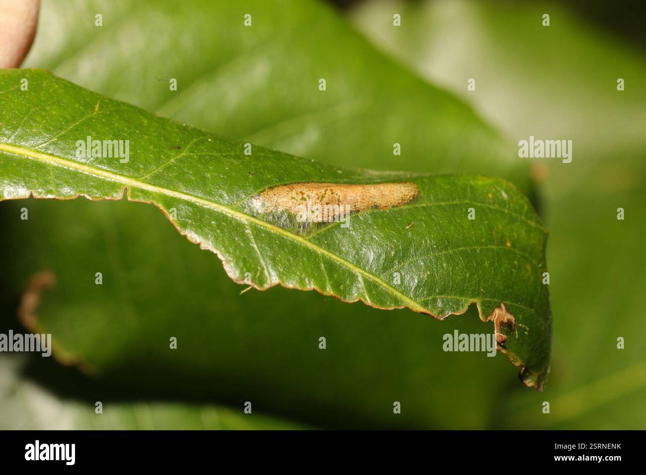 Beech Midget (Phyllonorycter maestingella), Insecta, Norton Priory ...