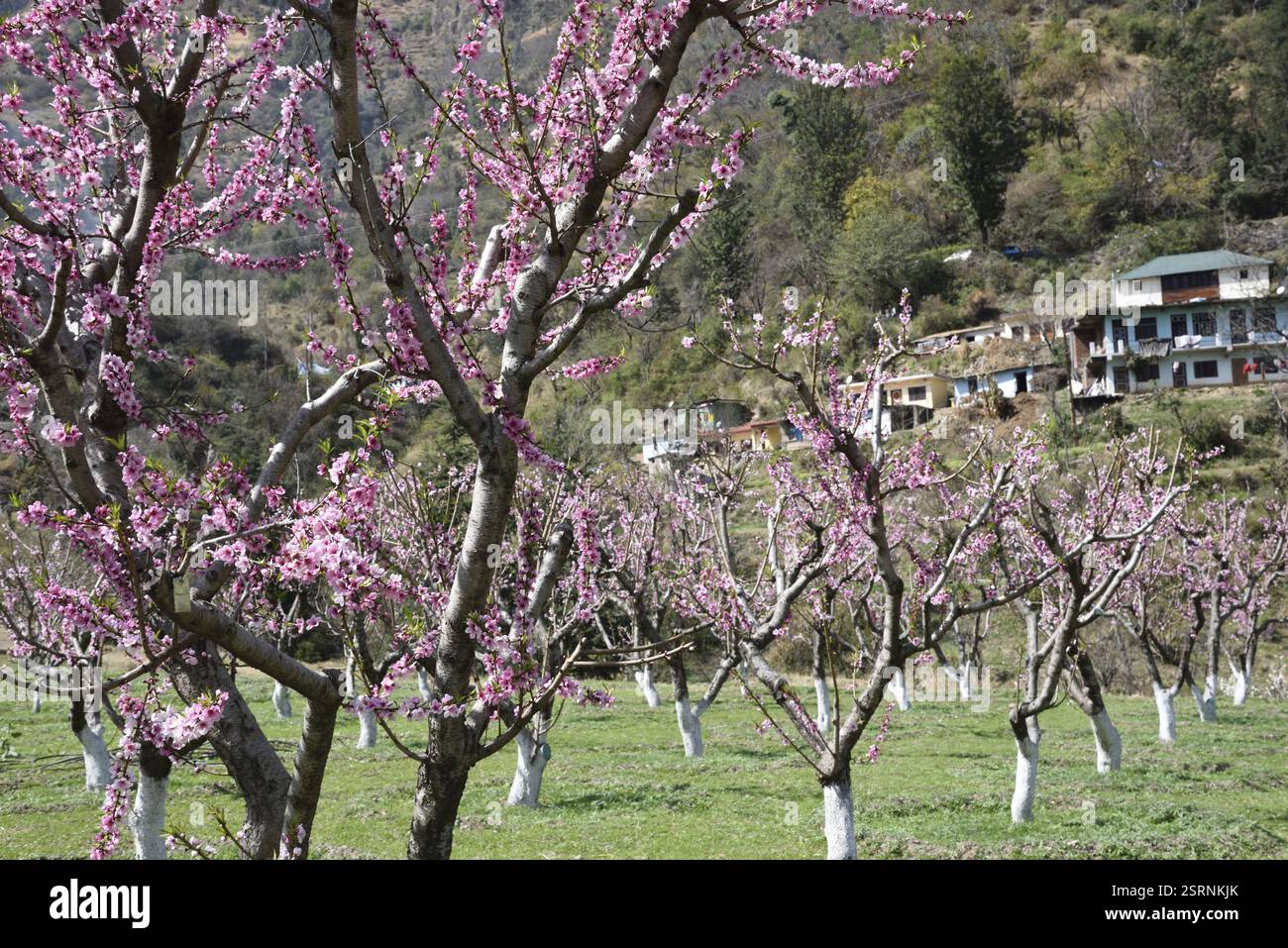 Peach tree, kasauli, himachal pradesh, India, Asia Stock Photo