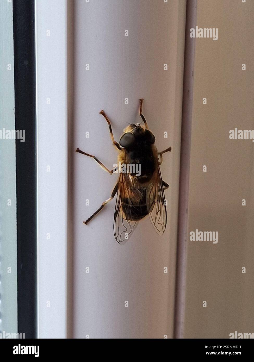 Gangs Insect Tapered Drone Fly (Eristalis pertinax), Insecta, Oxgangs Green ...