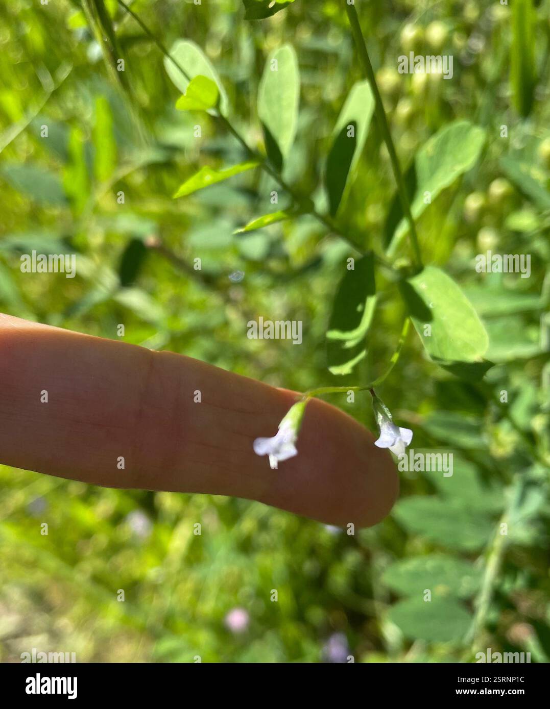 Slender Tooth Slender tooth hi-res stock photography and images - Alamy